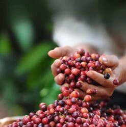 Nescafé Dolce Gusto Cappuccino Capsules - 90 Koffiecups -Koffie Discountwinkel 1190x1200 2