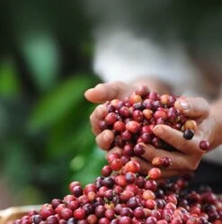 Nescafé Dolce Gusto Cortado Espresso Macchiato Capsules - 90 Koffiecups -Koffie Discountwinkel 1192x1200