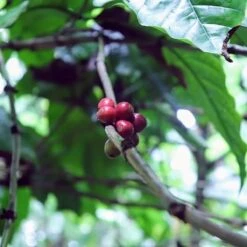 Kopi Luwak Koffie. 35 Gram Ongemalen Bonen. Direct Trade. Single Origin. The Original By Rich.Exclusive. -Koffie Discountwinkel 1200x1200 135