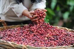 Starbucks Pike Place Medium Roast Koffiebonen - 4 Zakken à 450 Gram -Koffie Discountwinkel 1200x798 3