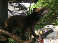 Kopi Luwak Koffie. 35 Gram Ongemalen Bonen. Direct Trade. Single Origin. The Original By Rich.Exclusive. -Koffie Discountwinkel 1200x900 2