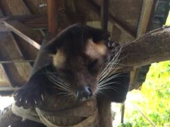 Kopi Luwak Koffie. 35 Gram Ongemalen Bonen. Direct Trade. Single Origin. The Original By Rich.Exclusive. -Koffie Discountwinkel 1200x900 3